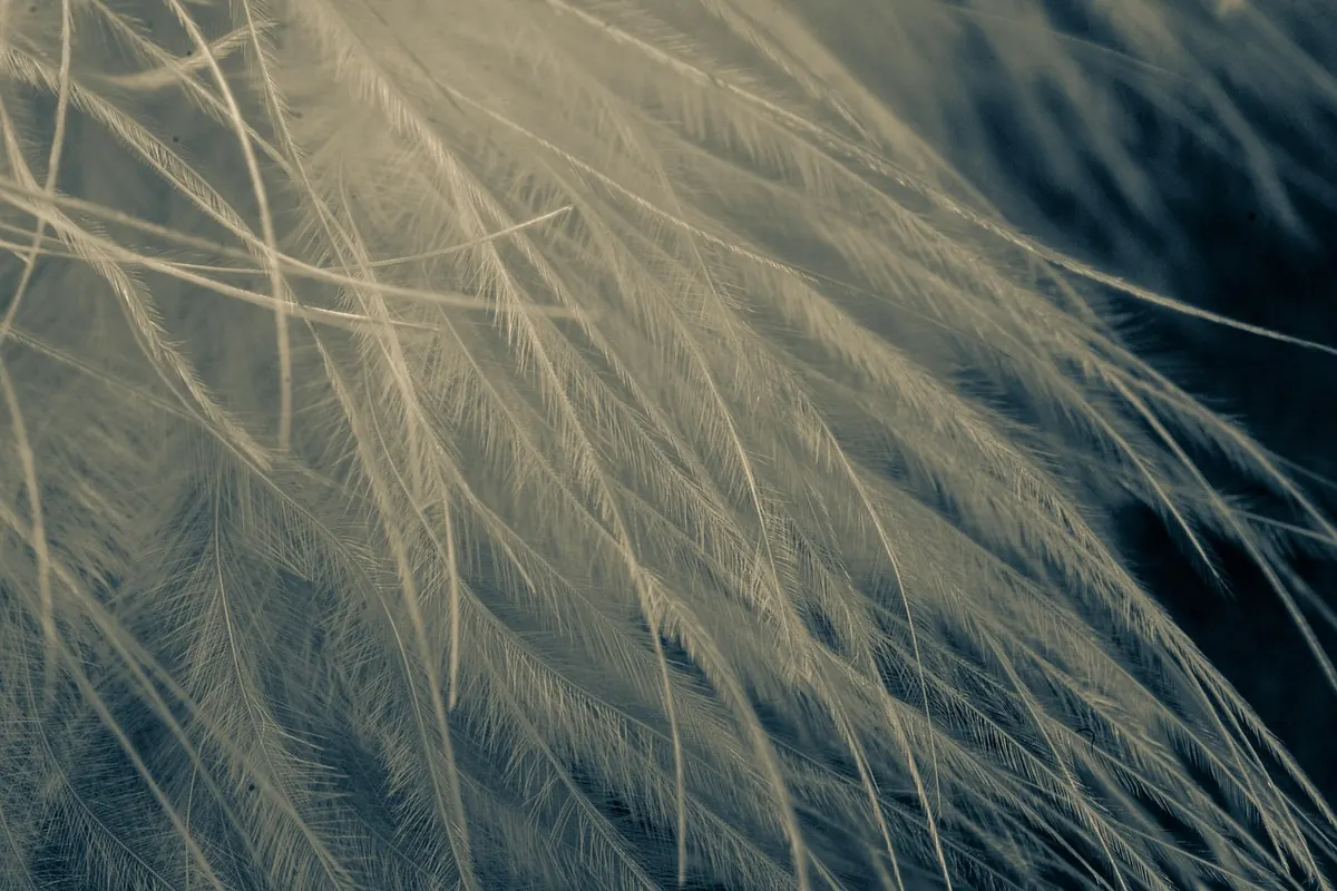 A Beginner's Guide to Feather Plume Care and Cleaning
